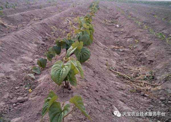 山药种植前准备